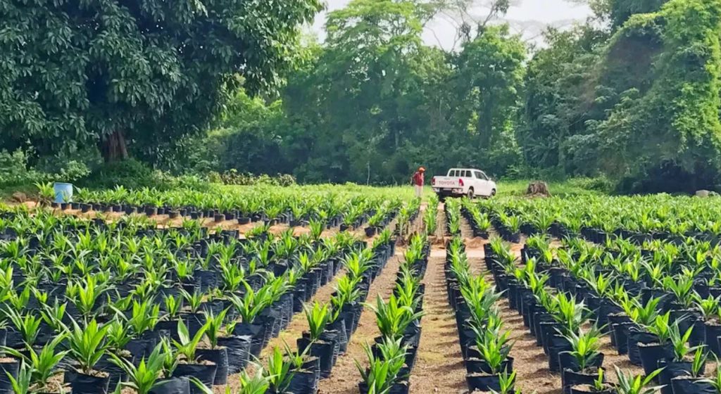 Pourquoi investir dans l'agriculture en RDC ?